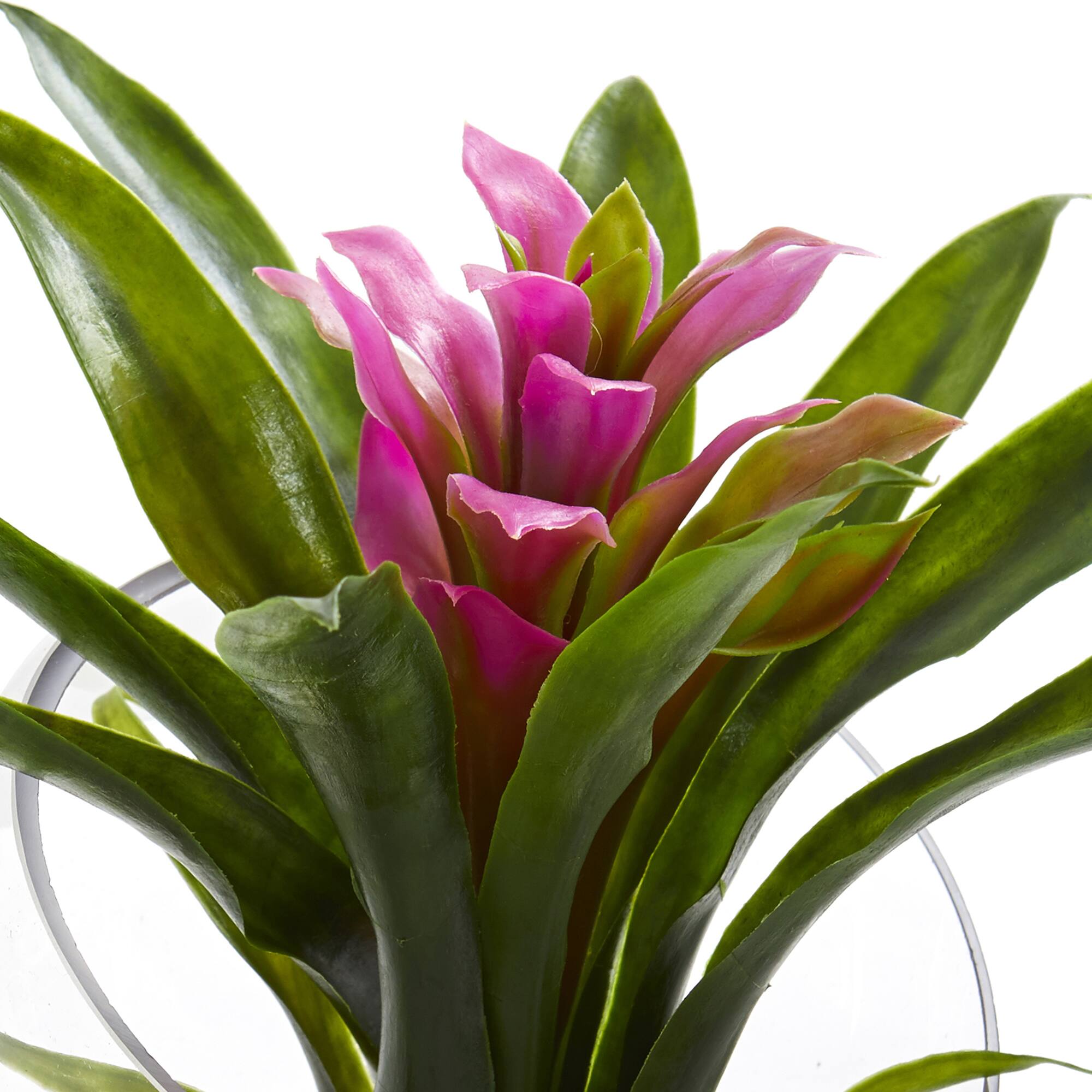 8" Purple Tropical Bromeliad Arrangement in Angled Vase